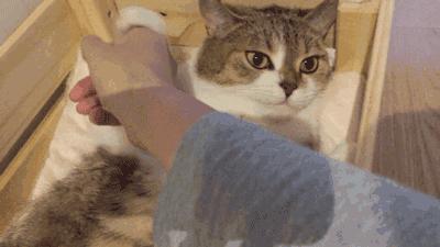 家里养猫但不碰猫也会得猫癣吗,猫得了猫癣怎么治好得快