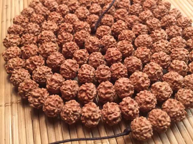 小金刚菩提最终是怎么样的,小金刚菩提子怎么看是真是假