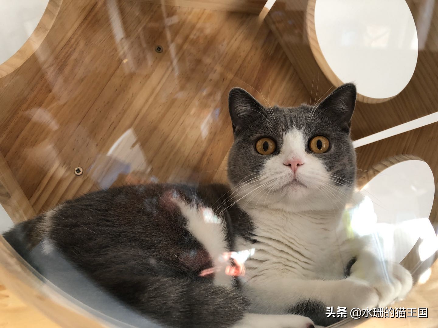 猫咪的习性30字,猫咪的五大生活习性