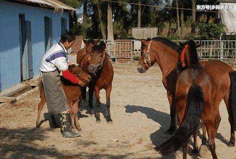 马和驴生出的骡子为什么不能生育,马和驴生下骡子是新物种吗