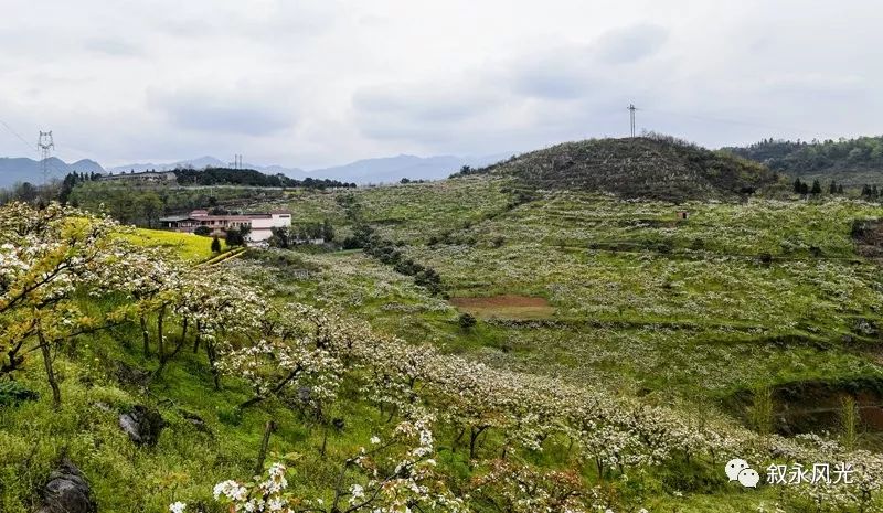千树万树梨花开风景欣赏,千树万树梨花开美景可以去哪欣赏