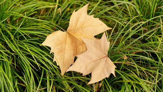 景物描写优秀作文5篇,写作景物描写的方法