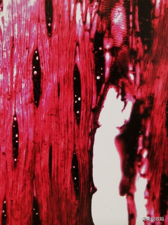 阴沉木和乌木是同一种木吗,阴沉木是什么木