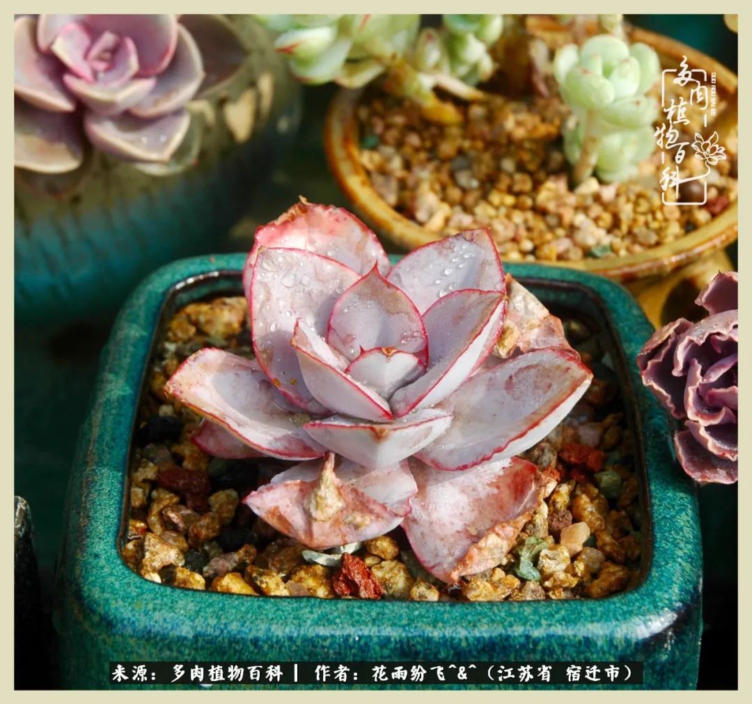 我家老臧：从反对到爱屋及乌的多肉守护人