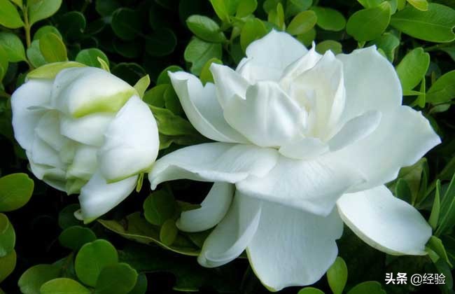 栀子花的施肥,栀子花的繁殖方法和注意事项