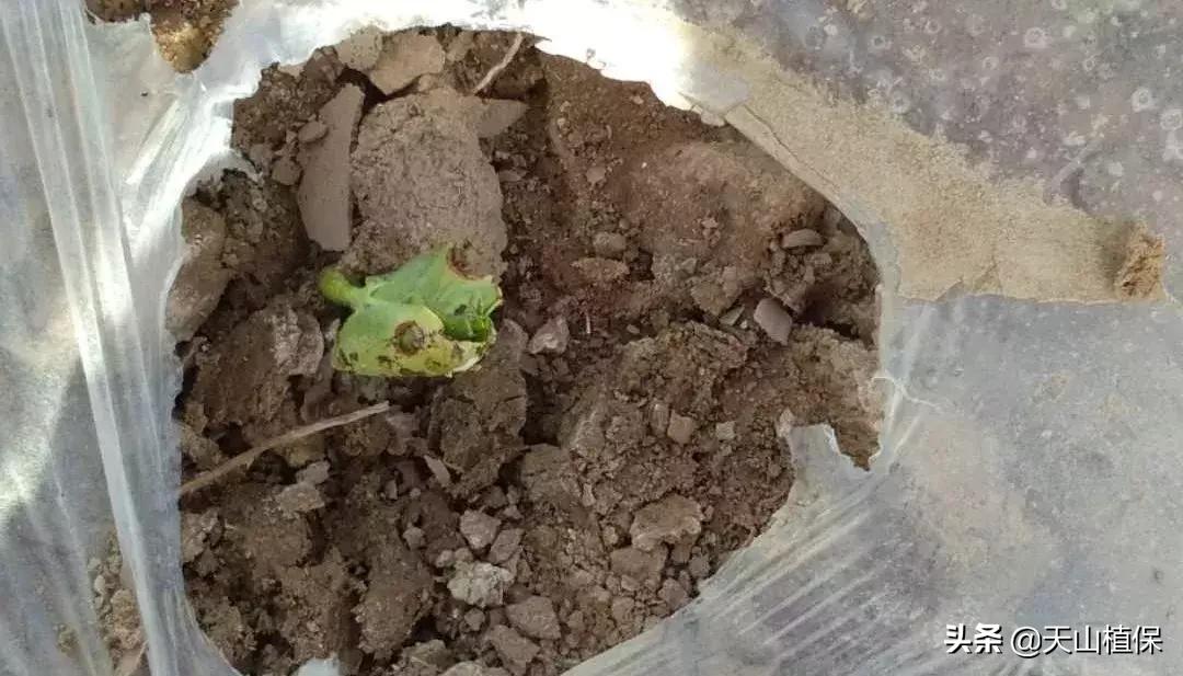 刚长出的苗蔫了怎么办,刚出苗就死苗怎么回事