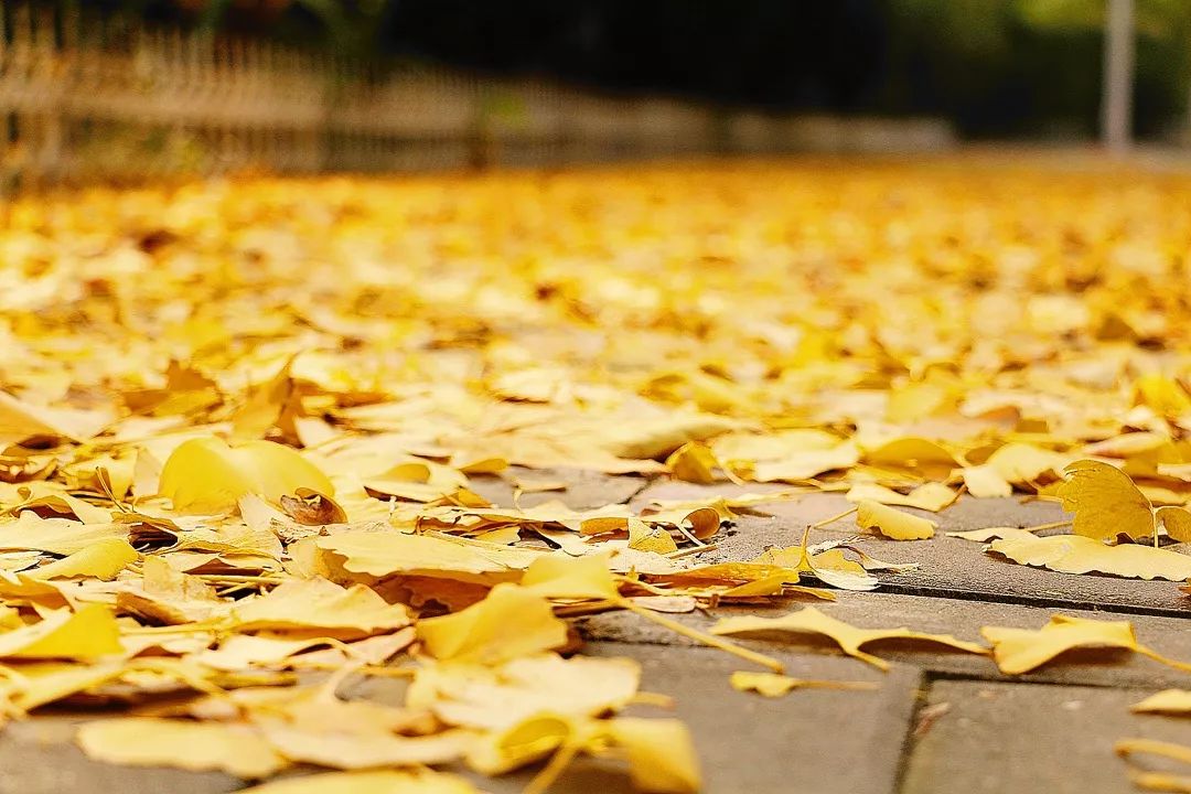 秋高气爽的成语故事,秋高气爽写秋天的词语有哪些