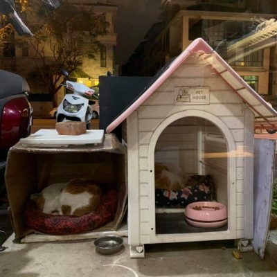 怎么帮流浪猫度过冬天,怎样帮助流浪猫狗