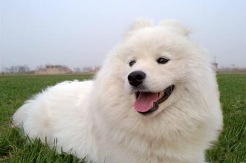 如何判断萨摩耶发情期,萨摩耶发情期怎么确定