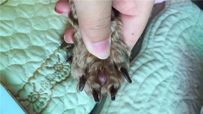 狗狗舔爪子含义什么,狗狗老是舔它的前爪怎么回事