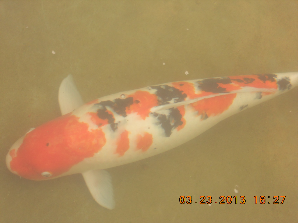 锦鲤池养殖方法图解,锦鲤繁殖全过程纪录片