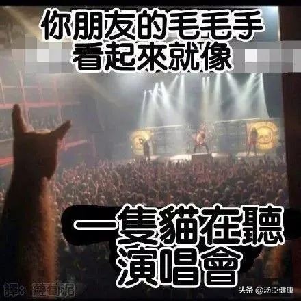 其它地方的毛发可以移植到头上吗,身上的毛可以移植到头发上吗