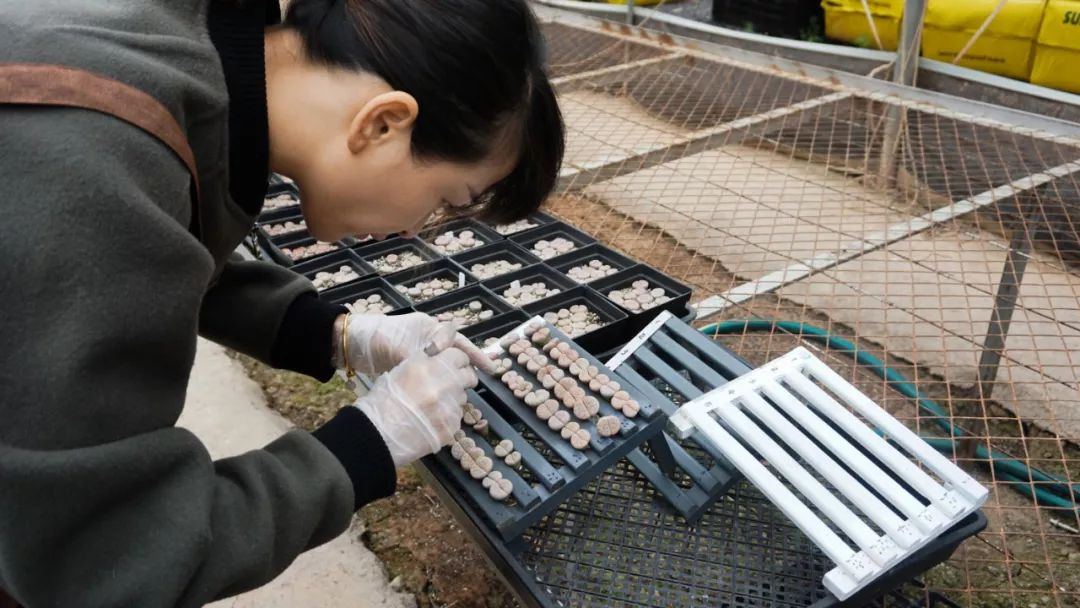 多肉基地批发生石花直播,多肉生石花直播销量第一名