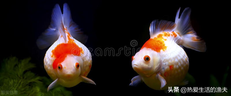 金鱼怎么投喂饲料好养,小金鱼怎么养成大金鱼