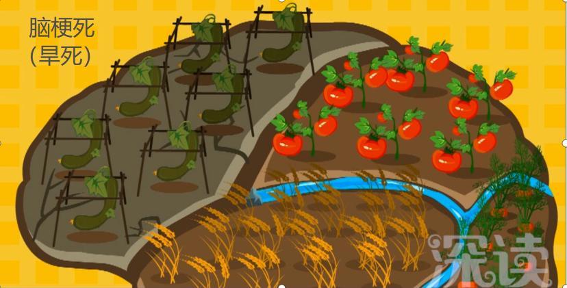 脑血管堵住了怎么办,脑血管堵了怎么办最好的方法