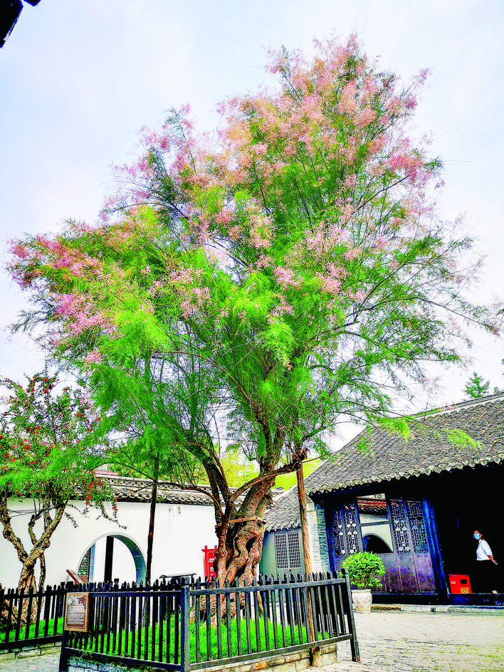 柽柳几年能开花,柽柳开花了什么原因