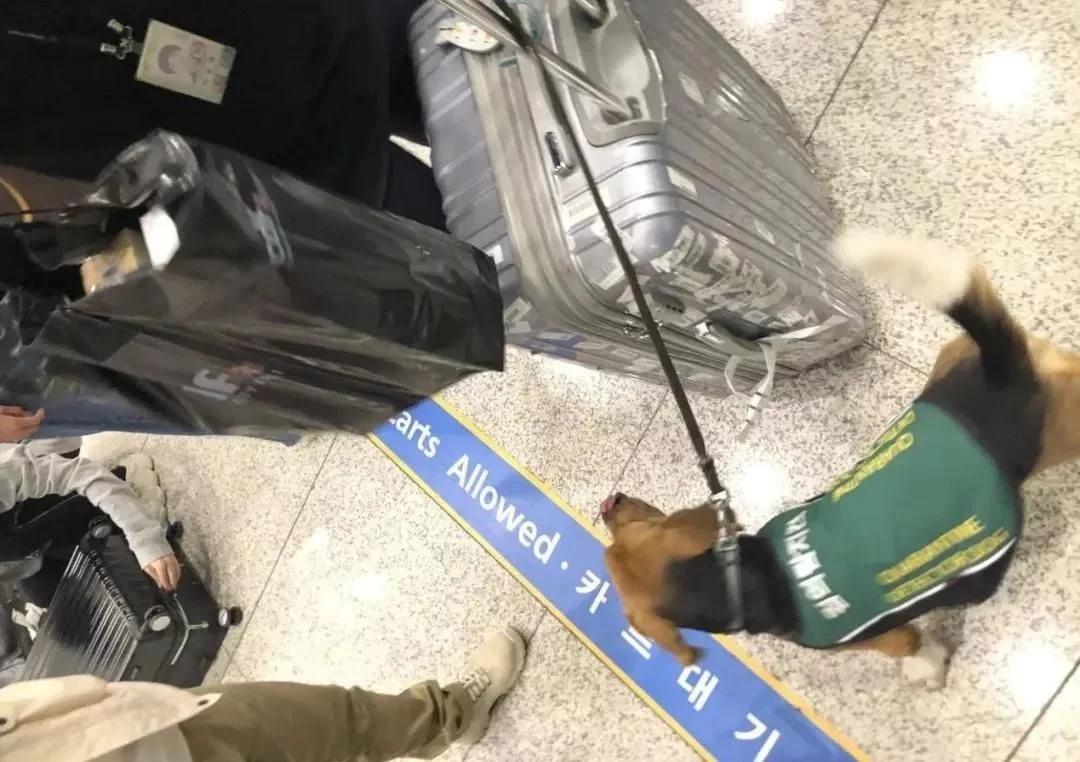 去韩国留学需要带什么,韩国留学不需要语言