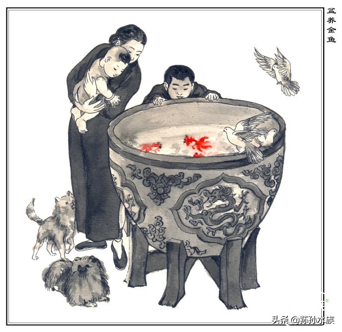 古法养金鱼全攻略,古法养金鱼开缸