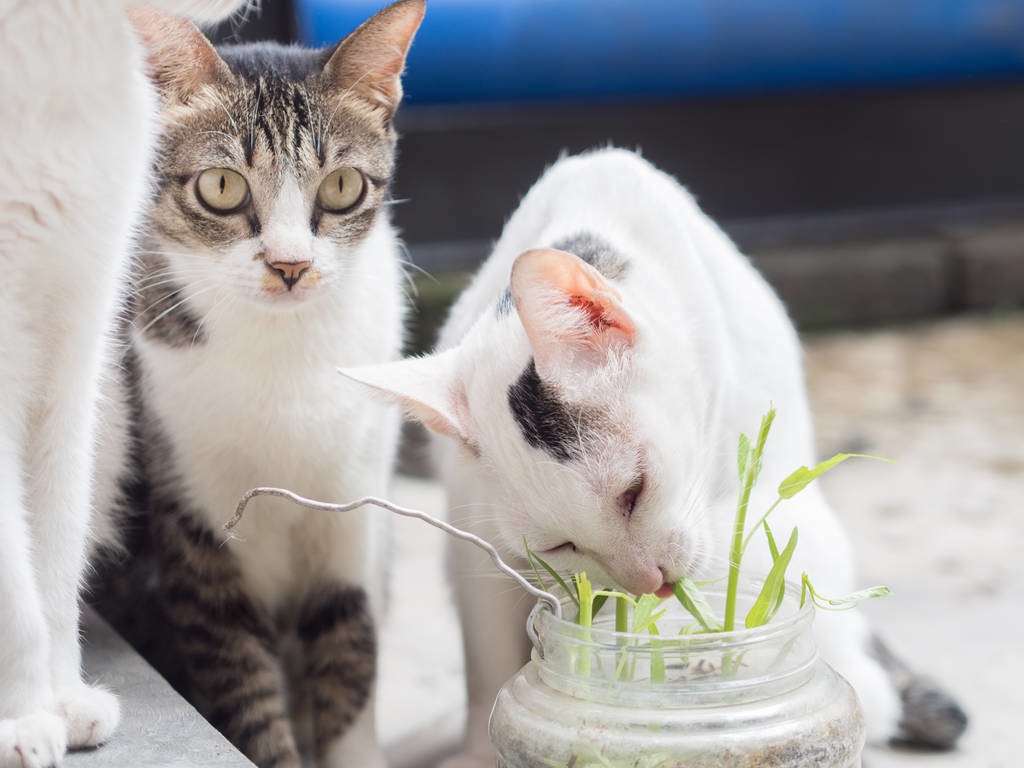蓝猫养猫的十大禁忌,养猫禁忌不要摸其他猫
