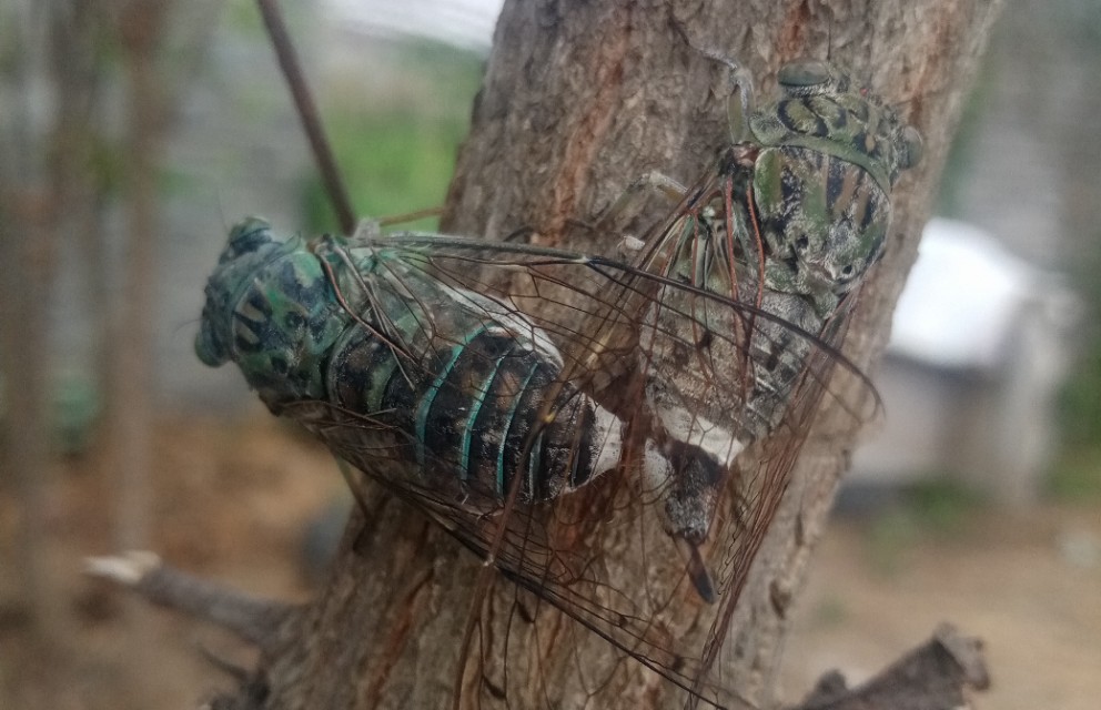 大型繁育母牛基地下犊,繁育母牛饲养技术书籍