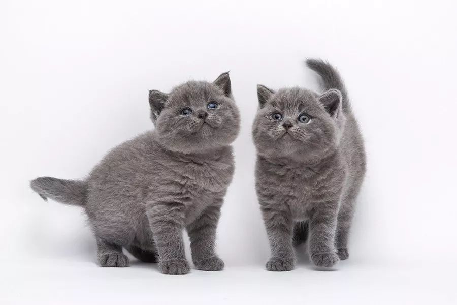 一心|猫能改善你的抑郁症吗？