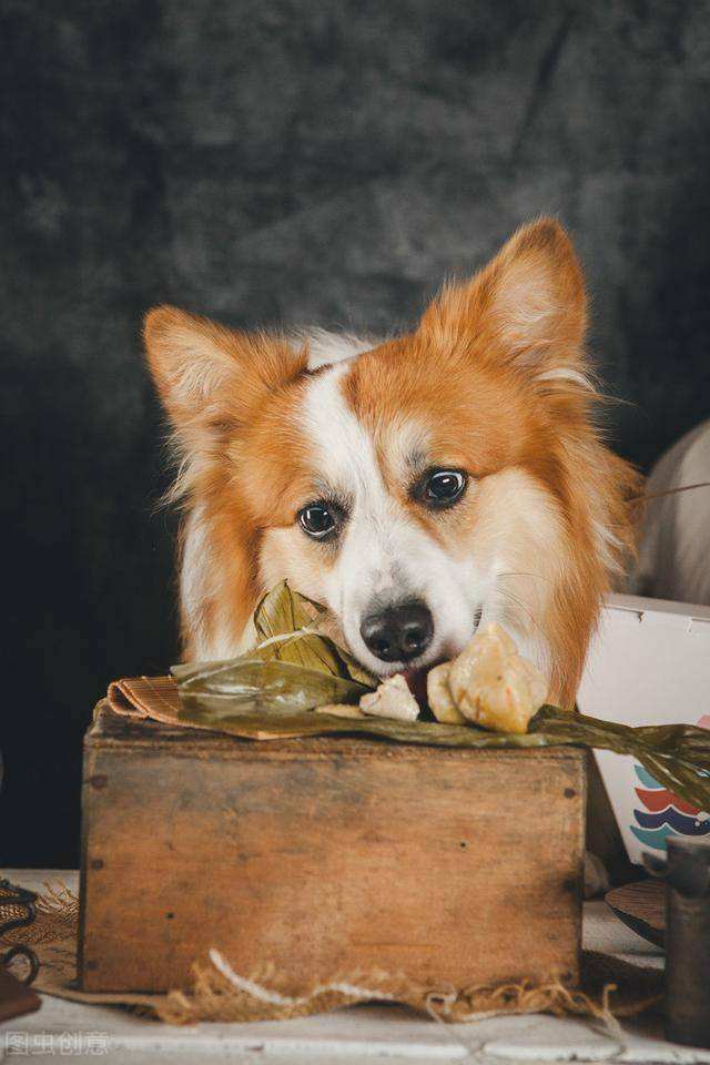 揭秘端午节狗狗可以吃粽子吗,端午节给狗狗准备什么