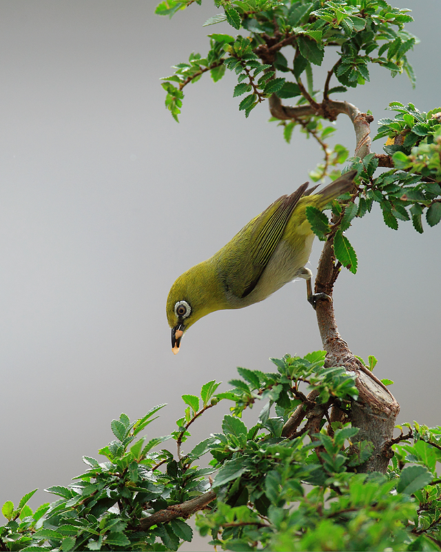 美丽的绣眼鸟,没有眼圈的绣眼鸟
