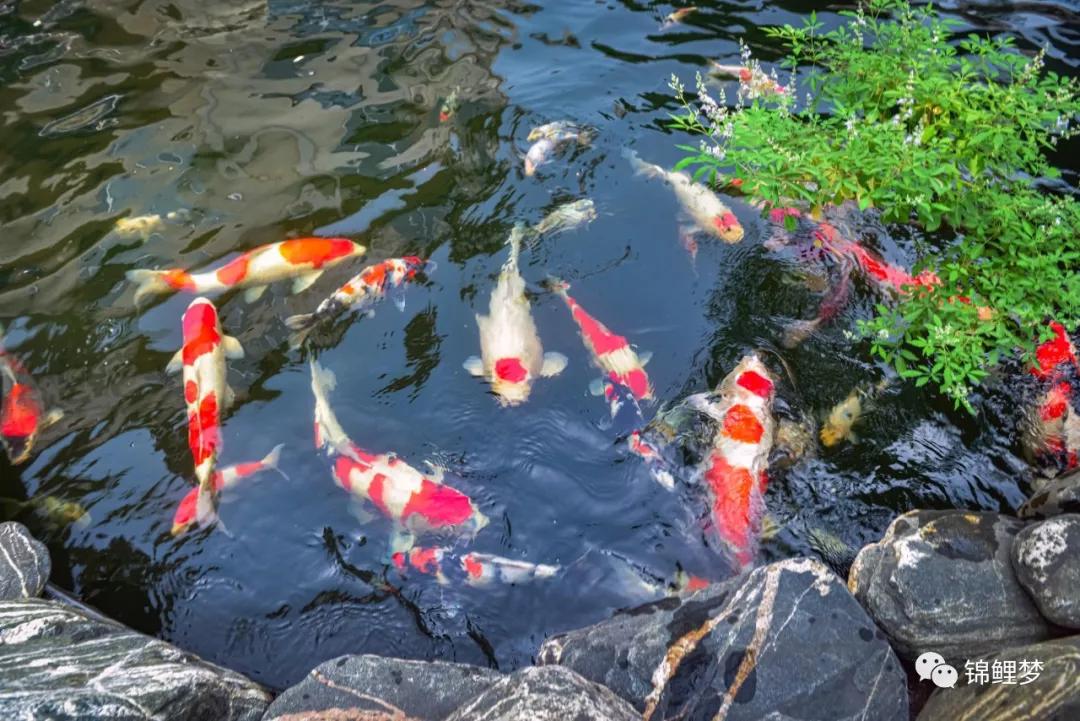 家庭锦鲤养殖常见病,锦鲤常见病统计表格