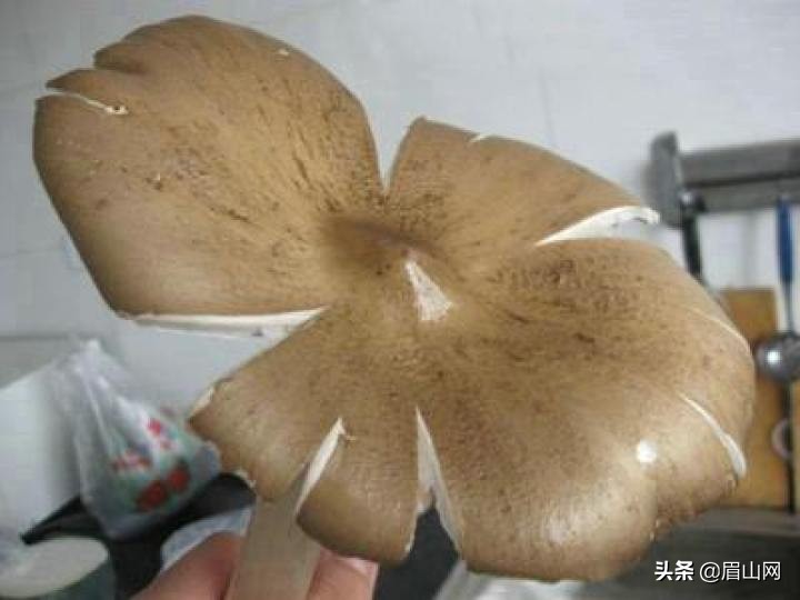 作为资深的吃货你吃过这些东西吗,没吃过这些玩意别说自己是吃货