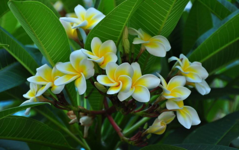 东南亚第一穷的国家,亚洲最穷国家却盛产美女