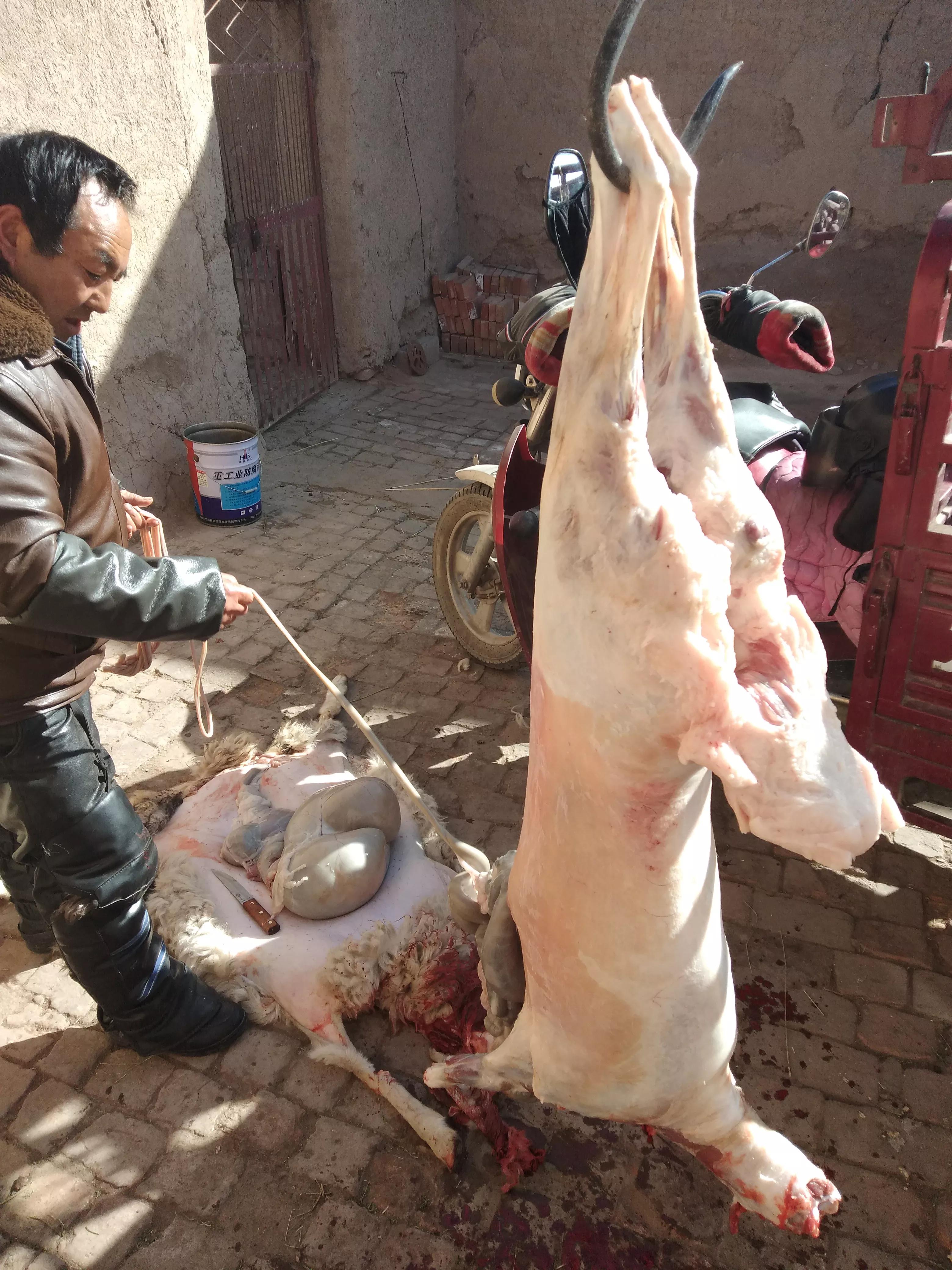 羊身上的一大块肥肉,羊身上的唯一一块活肉