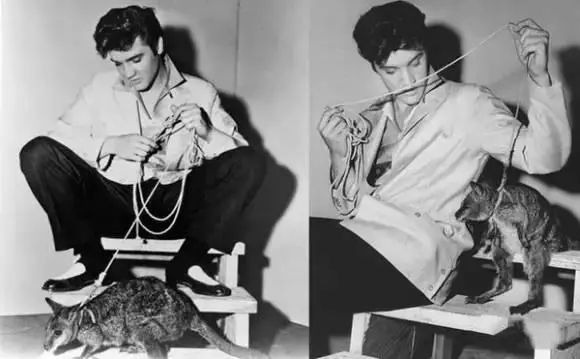 胡歌养的5只什么猫,胡歌的宠物猫