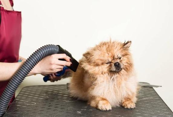 预防秋季疾病常识100条,千万不要忽视宠物身上这五种病症