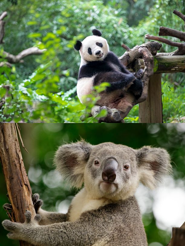 长隆野生动物世界需要几个小时,长隆野生动物园最优攻略