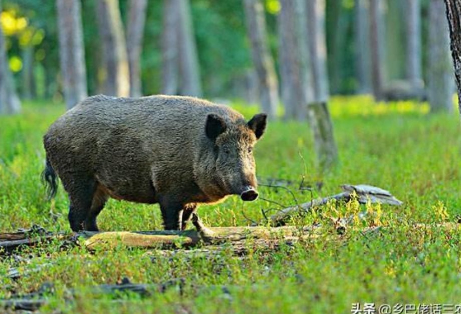 野猪毁坏庄稼如何驱赶野猪怕什么,野猪祸害庄稼红薯