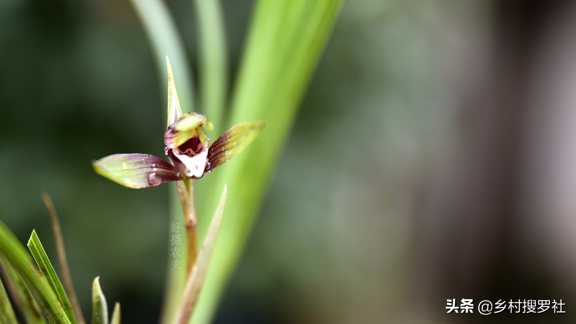 兰友怎样能选到老种名贵兰花,兰花老品种真的值得买吗