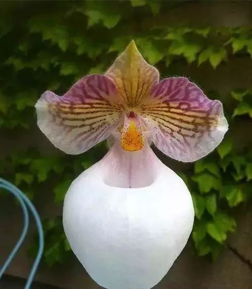 世界顶级奇花异卉,100种奇花异草图