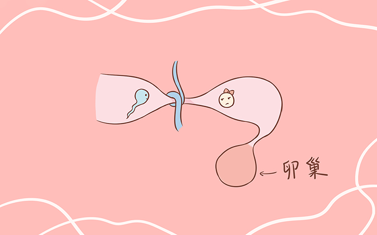 宫外孕和男性喝酒有关系吗,造成宫外孕的原因和男的有关系吗