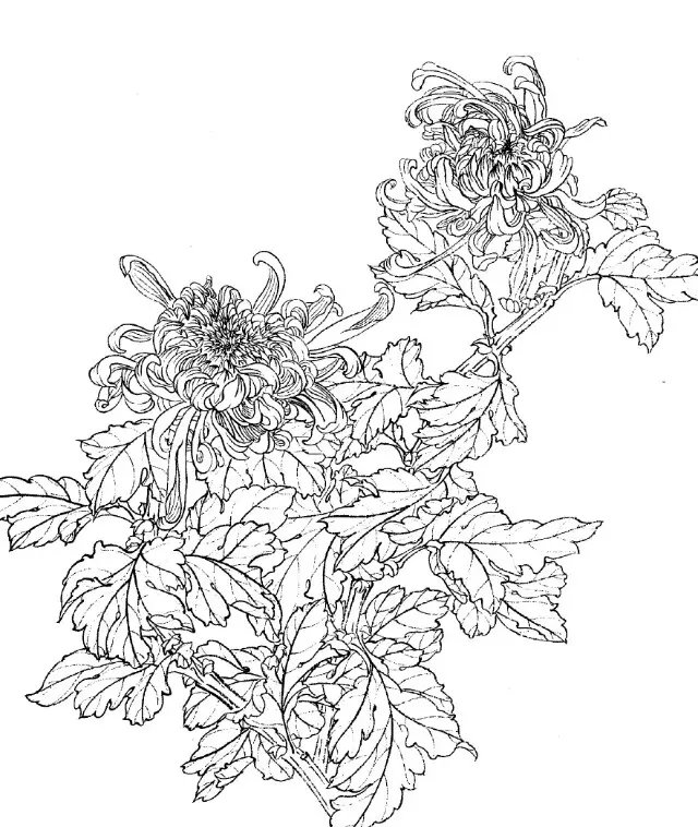 如何画菊花小写意步骤,菊花各种姿态写意画法