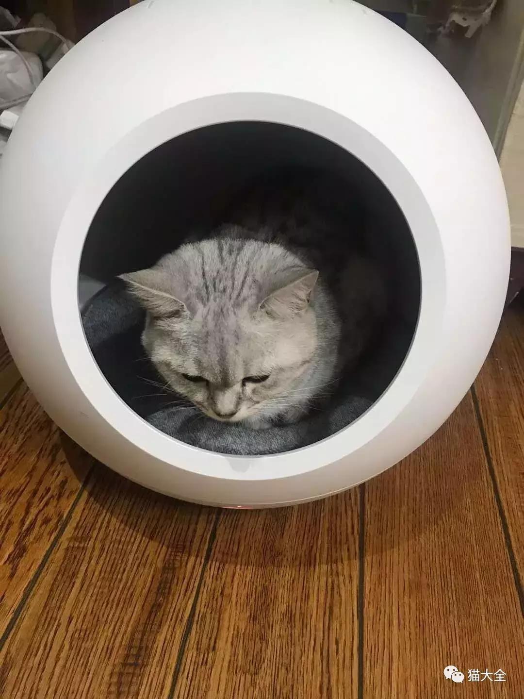 会杀死猫咪的小佩猫窝，请立刻停用