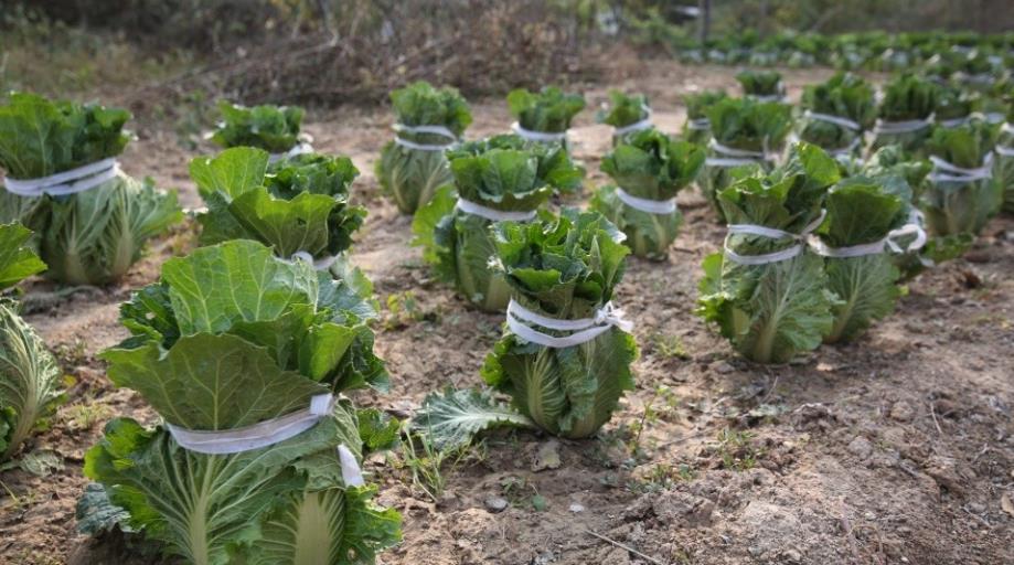 白菜不包心的土方法是什么,白菜不包心的原因