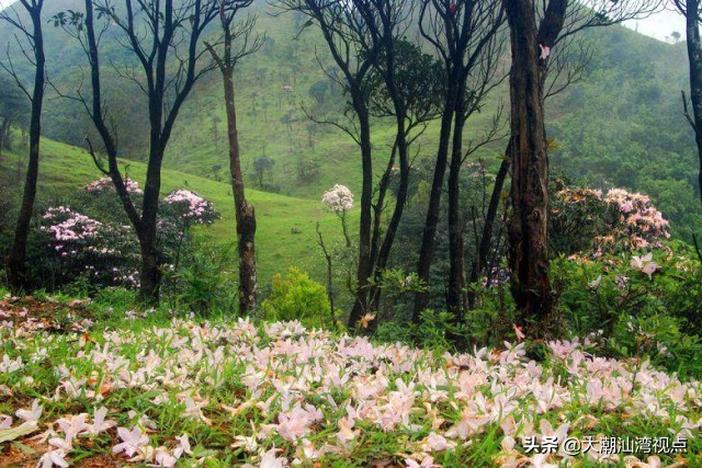 广东最美8个大草原,广东十大草原旅游地