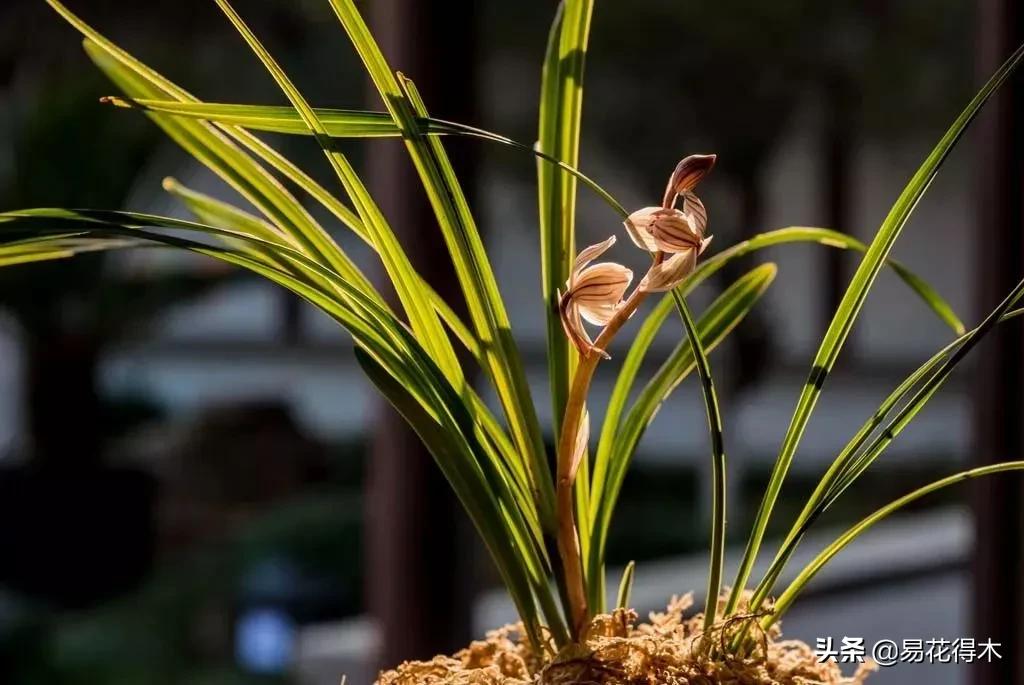 兰花原种老苗是什么,兰花组培和原种有什么区别