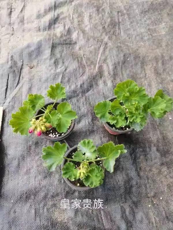 垂吊天竺葵哪些品种容易爆花,天竺葵羊宝和糖果双色哪个更爆花