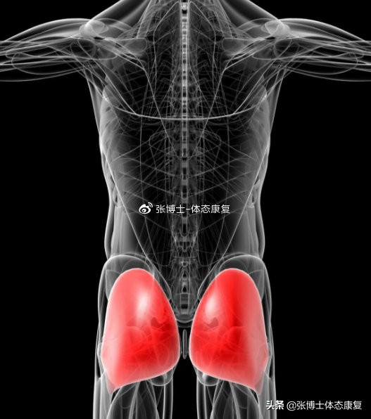 臀肌失衡多久能练回来,股四头肌发达臀肌失衡怎么办