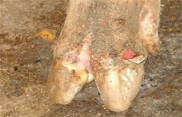 猪舍温度高猪怎么还感冒,气温骤降猪易得什么病