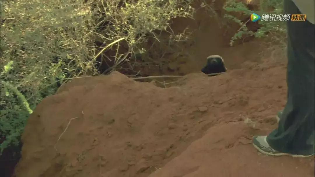 跟狮子抢肉，怼非洲鬣狗，看硬核“平头姐”成长史！