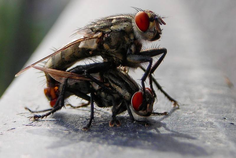 秀恩爱,死得快,苍蝇和蝉表示:很受伤