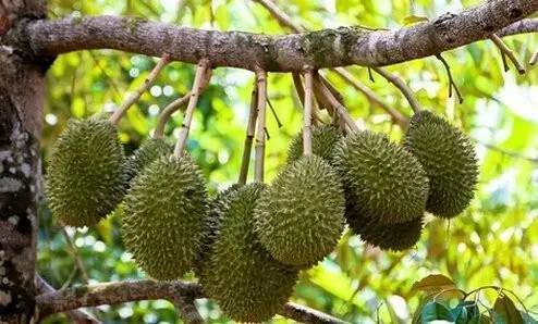 榴莲是水果之王吗,榴莲核子怎样种才能种成一棵树