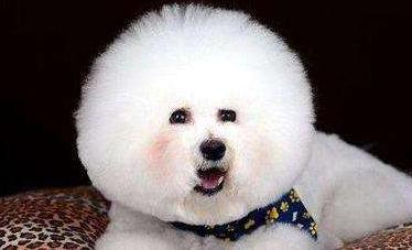 比熊犬的泪痕如何解决,比熊犬有泪痕有什么小技巧解决吗